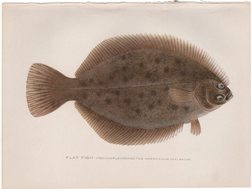 FLAT FISH